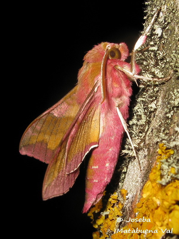 Deilephila porcellus - Sphingidae
